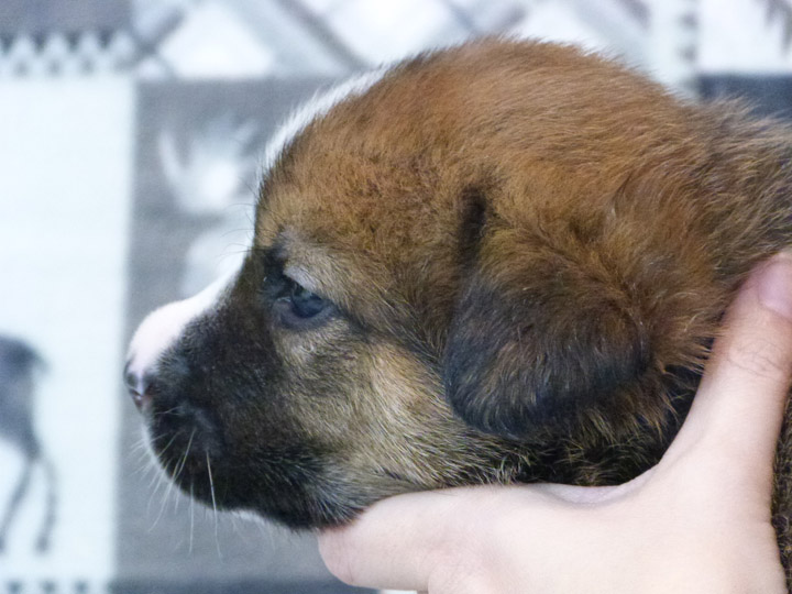 chinook puppy